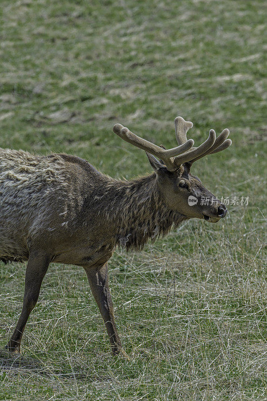 雄性落基山麋鹿(Cervus elaphus)是在落基山脉和黄石国家公园发现的麋鹿亚种。天鹅绒的鹿角。